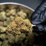 Medical Cannabis Insurance Coverage