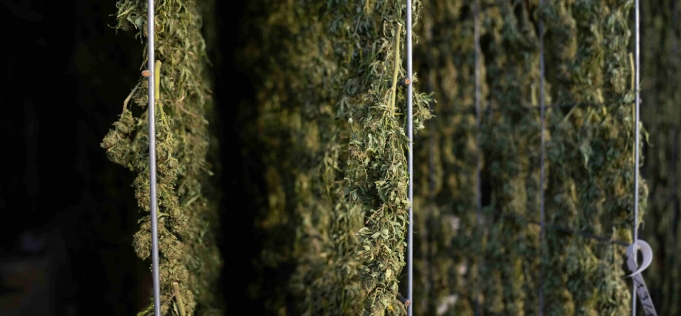 Cannabis and Obesity