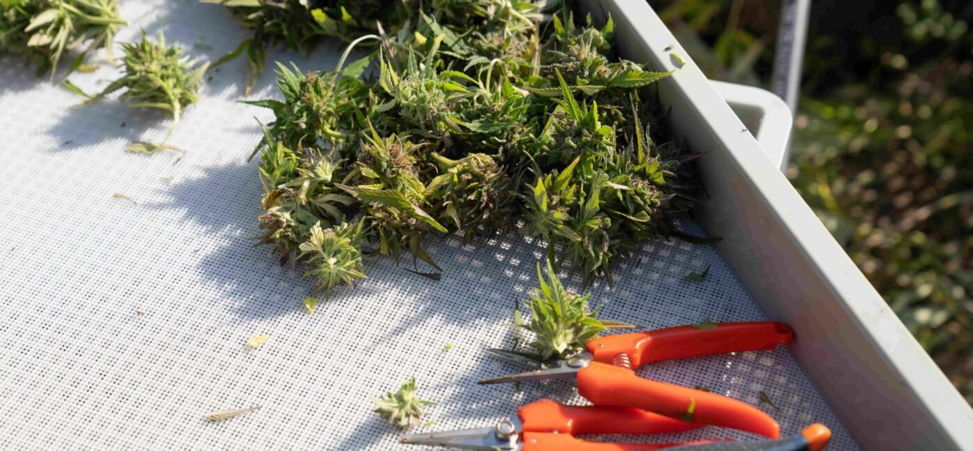 Cannabis and Fibromyalgia