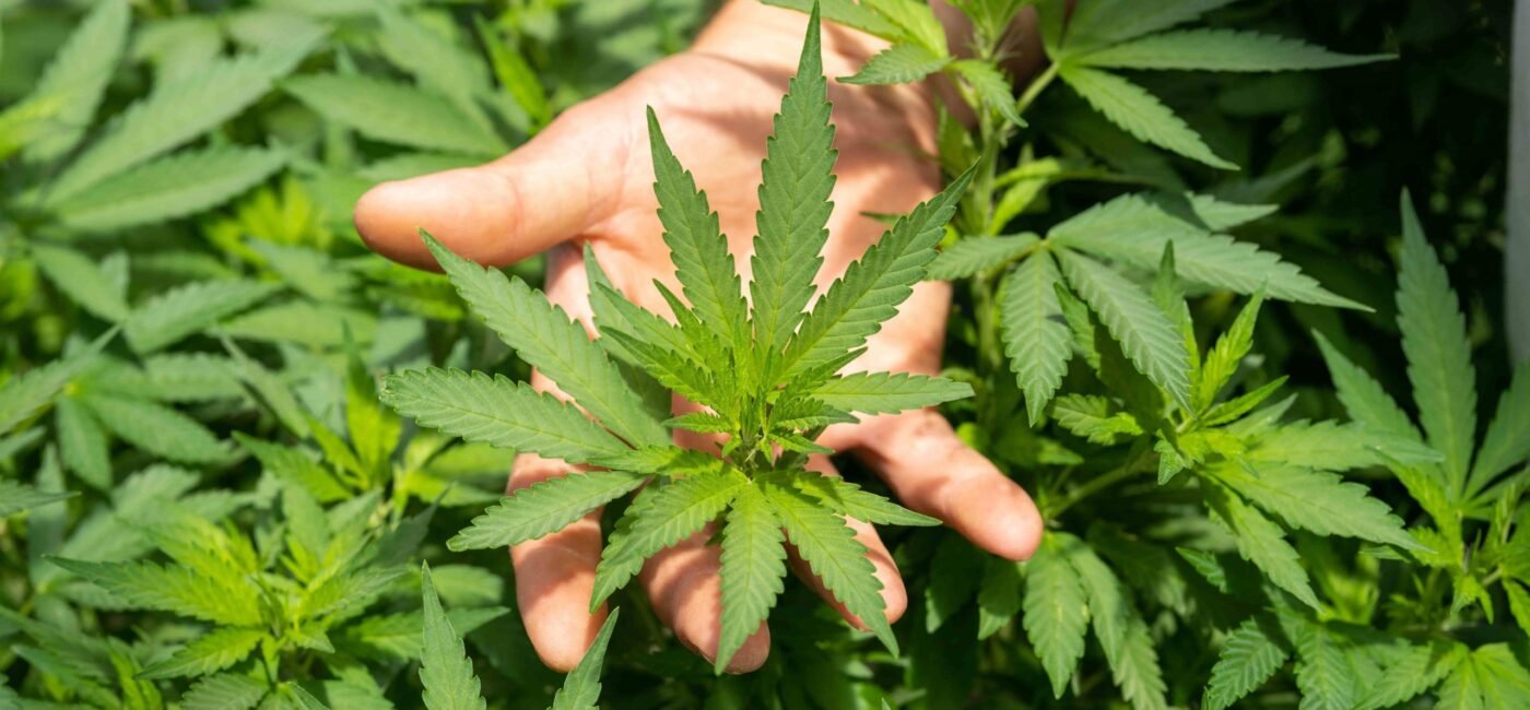 Best ways to store Medical Marijuana