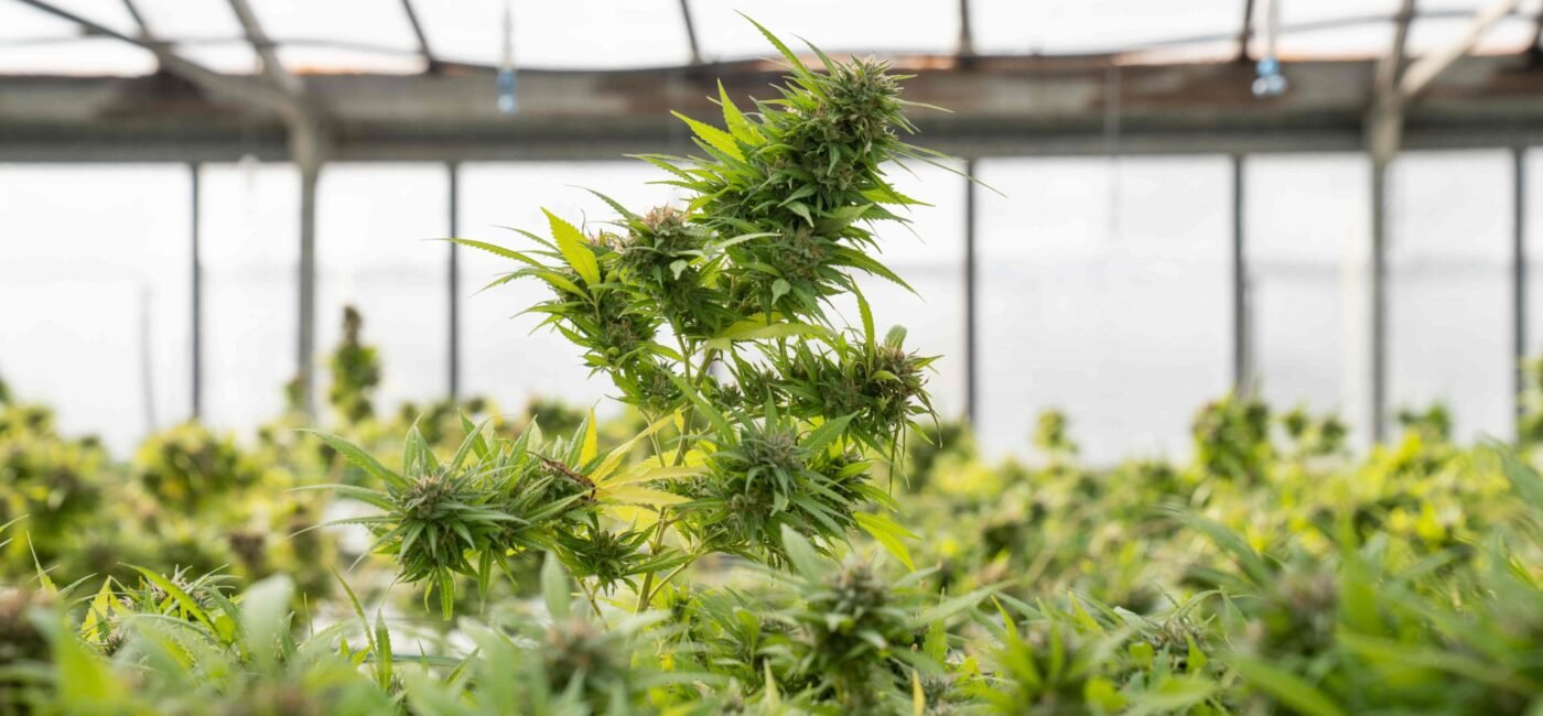 What is a Cannabis Journal