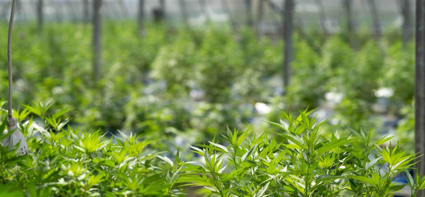 WHAT IS CBD OIL?