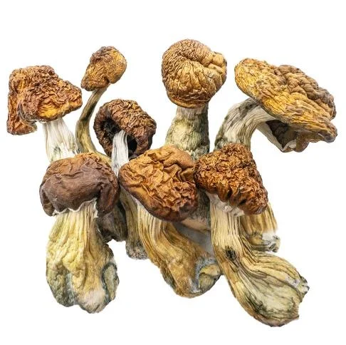 Magic Mushrooms – Blue Meanies