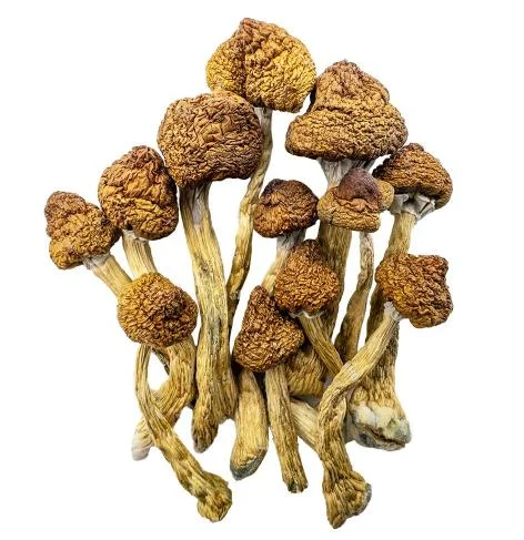 Premium Magic Mushrooms Brazilian securely packaged by Zen Bud Shop for discreet European delivery.