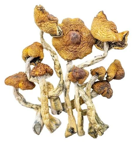Premium Magic Mushrooms Cambodian Magic securely packaged for discreet European delivery by Zen Bud Shop.