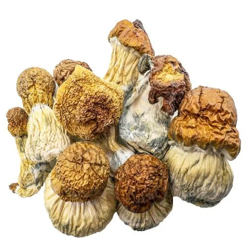 Premium Magic Mushrooms Code Blue securely packaged for discreet European delivery by Zen Bud Shop.