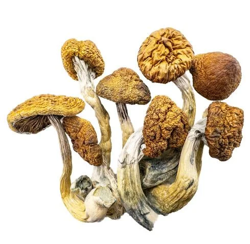 Magic Mushrooms Daddy Long Legs