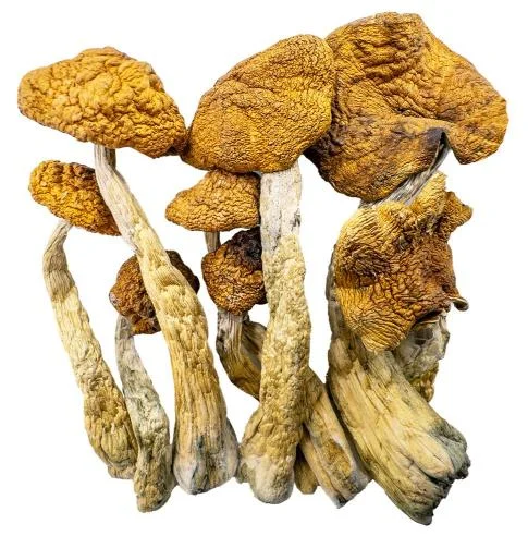 Buy Magic Mushrooms Golden Teachers from Zen Bud. Premium quality, discreet European shipping