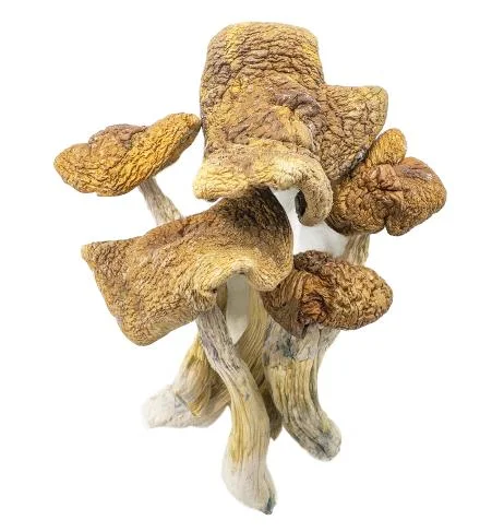 Premium Magic Mushrooms Guadalajara Mexico securely packaged for discreet European delivery by Zen Bud Shop.