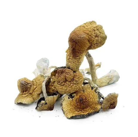 buy Magic Mushrooms – Hawaiian